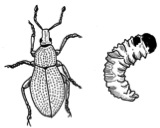 weevils