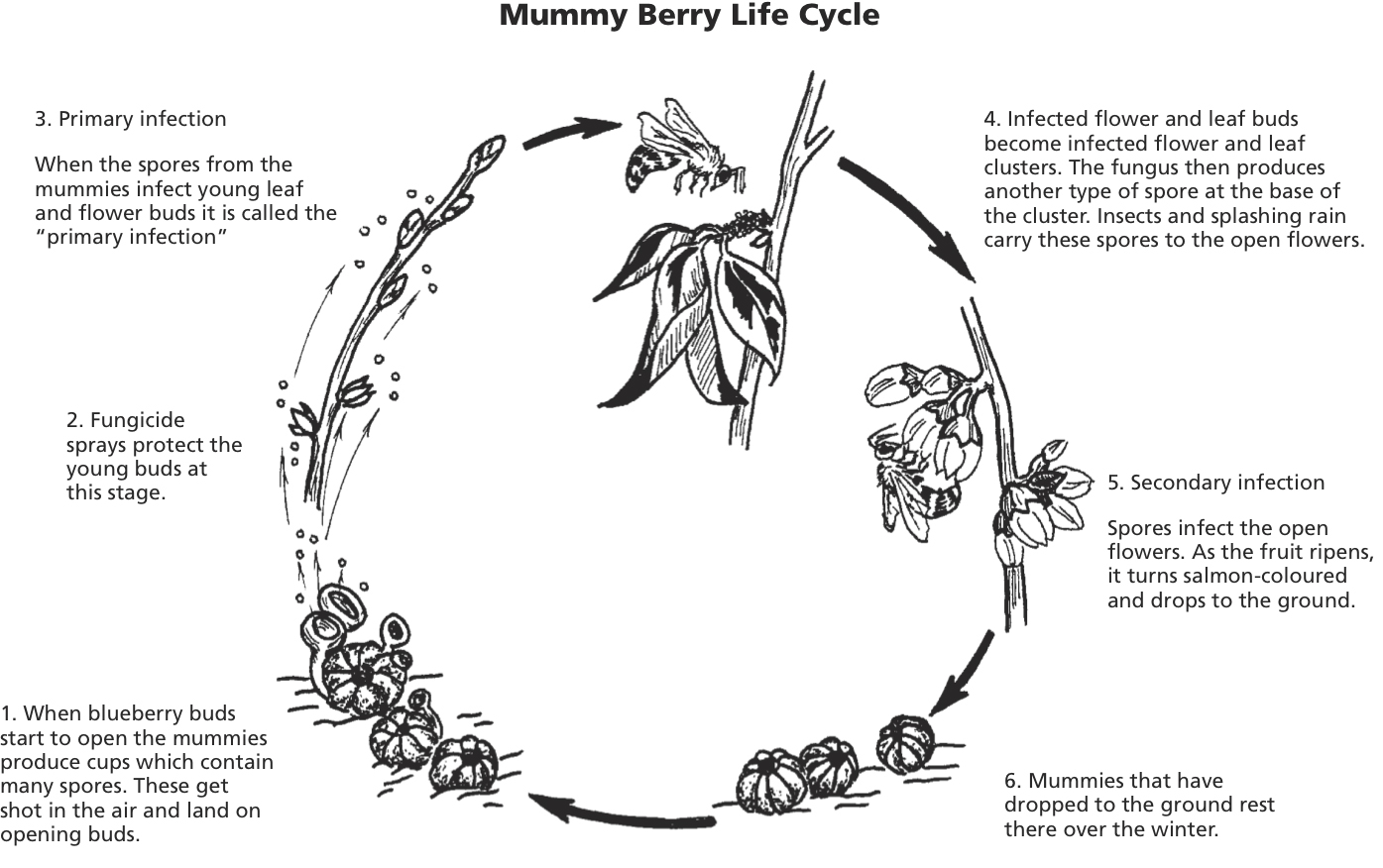 mummy berry