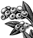 Fruit development and ripening